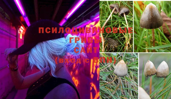 PSILOCYBIN Богородицк